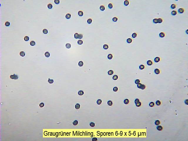 Sporen Graugrüner Milchling